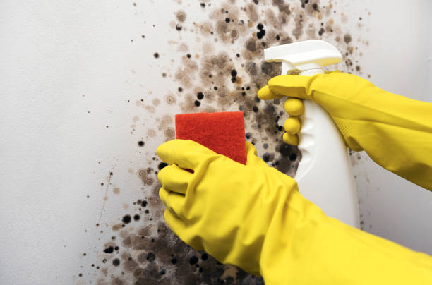 Reliable Forsgate, NJ Mold Removal Solutions